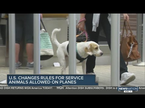 Delta Service Animals and Their Role in U.S. Law and Courts