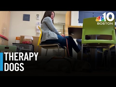 Therapy Dogs: Easing Anxiety in the American Legal System